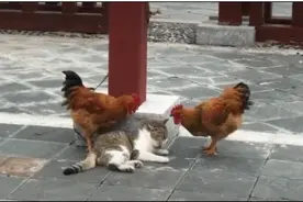 两只鸡悄悄走近猫，一个啄头一个啄眼，猫：请注意你们的行为举止图片