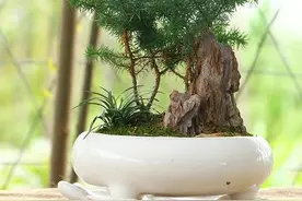 澳洲杉，株型美观，盆栽要如何管理呢？图片