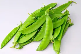散文——《又到豆荚飘香季》图片