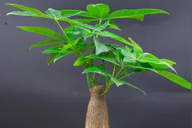 家庭盆栽发财树要光照吗？教你1招，枝繁叶茂，不黄叶烂根！视频封面