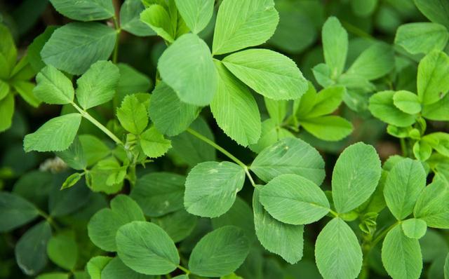 牧草之王——苜蓿，牛羊喂养过程要注意膨胀病