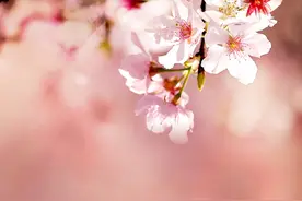 陈瑞燕｜在小区开荒的老年人图片