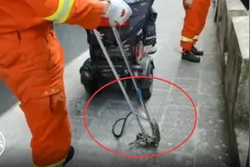 吓坏了！电动车内藏着一条大蛇，大概2米长图片