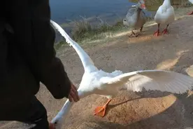 “农村三霸”之一，攻击力极强，小朋友看了都要绕道走图片