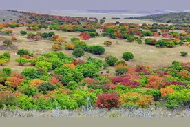 金秋扎鲁特草原“枫”景美图片