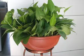 橘子皮养花妙招分享，除了这3种用法外，你还晓得哪些？图片