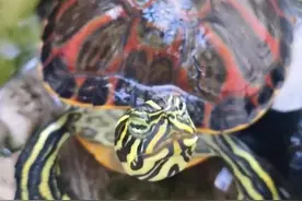 自从养龟以后，面临着哪些心理阴影至今没有走出来？图片