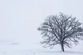 踏雪寻梅｜何时杖尔看南雪，我与梅花两白头图片