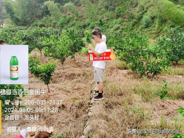 精草铵膦群雄竞逐，谁主沉浮？