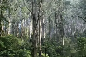 被称作“亡国树”、“断子绝孙树”的桉树，为什么依然有人种植？图片