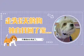 狗狗走丢6天后坐电梯回家，主人激动到哭...图片