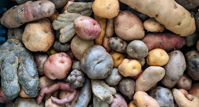 土豆——世界上最成功的植物之一，没有它可能就没有人类文明