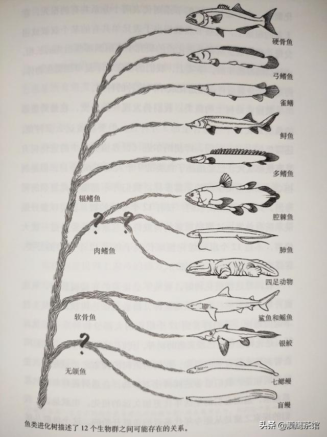 雌雄互换？放电高手？毒死自己？跟随鱼类学家体验神奇的海底世界