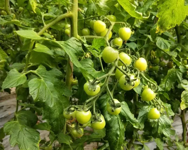 氨基酸水溶肥到底是什么？看完这篇文章秒懂