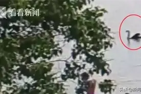 男子打晕网红黑天鹅回家：它啄我！图片