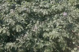 人称“第二面包”，因颜色被怀疑转基因，明朝传入我国，如今才火图片