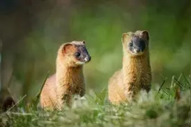 为何黄鼠狼进门不可“打杀”，究竟是不是迷信？专家说出实情图片