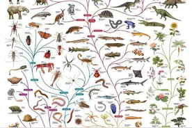科学家证实：人类是从鱼类进化来的，进化过程大概是这样图片