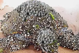 鲸鱼和海龟因为它痛不欲生，寄居的地方如此尴尬，能否根除呢图片