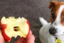 狗能不能吃苹果？图片