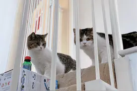 猫咪躲在楼道暗中观察，炯炯有神的双眼，仿佛摄像头图片