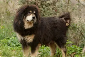 疯狂藏獒：流浪在野外的百万名宠，追雪豹退棕熊，已成高原霸主图片