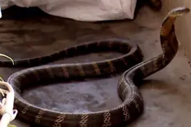 毒性不强地位很高，眼镜王蛇为何称第一？难道就没蛇能与它抗衡？图片