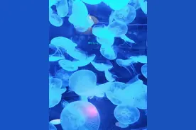 漂亮的水母图片