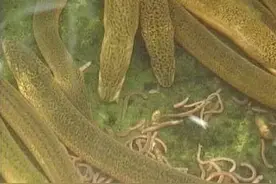 养殖一亩黄鳝需要多少成本？能赚多少钱？怎样确保养殖成功？图片