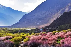 四月赏花的好去处，原生态还有美丽的雪山！林芝七日游图片