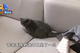蓝猫生了两只仅活一只，经营范围超标了？图片