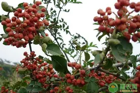 花椒的习性管理及病虫害防治图片