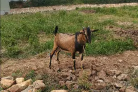可爱的小山羊图片