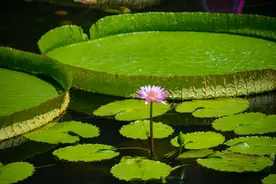 广州首次！全国荷花展将于6月20日在番禺莲花山开启图片