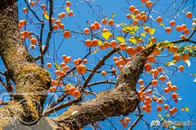 广东客家人最多的县，户籍人口1524184人，山水如画故乡柿子味美图片