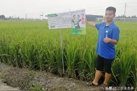 水稻一亩田最多能放多少斤尿素图片