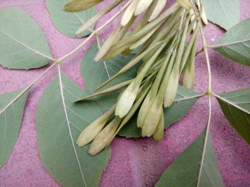 翅果是什么意思（植物的翅果很有意思）