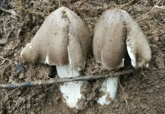 云南10种野生菌，你最喜欢吃哪几个？