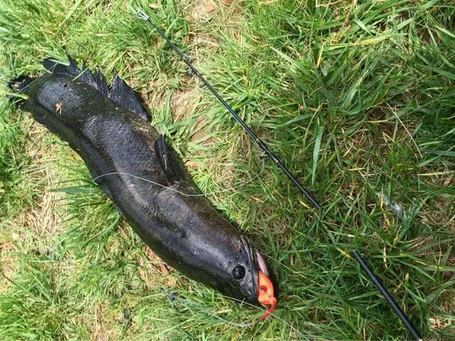 柴鱼又叫什么鱼(我要为其貌不扬的黑鱼平反)_baike_天天读书网