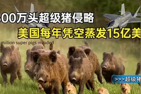 美国人都哭了，被600万头超级猪侵略，战机被怼墓地被刨图片