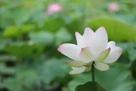 星云大师：千生万死，始获新生图片