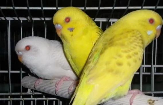 黄绿鱼鳞鹦鹉