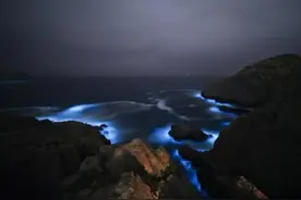 惊艳！“蓝眼泪”奇观再现浙江图片