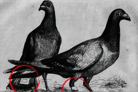 千里传书、精准定位，信鸽是怎么知道自己的信要送往哪里的？图片