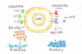 肝癌肝移植患者无缘免疫治疗？并非一定，关键看这几点图片