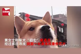 柴犬当街被偷走，主人找到时已成待售狗肉，警方介入调查图片