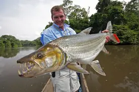 在河中让鳄鱼为之胆寒，在鱼缸里受尽欺负，巨狗脂鲤为何要这样？图片