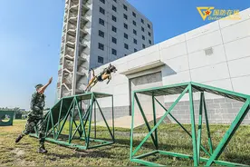 咬、跃火圈，警犬与训导员的训练画面和温馨瞬间图片