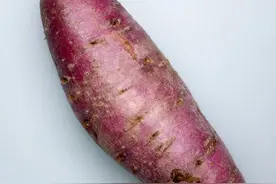 彝良县红薯全程保健栽培技术图片