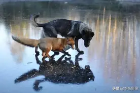 狗与狐狸，人性会是这样的吗？图片